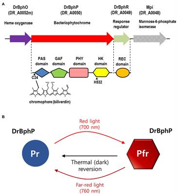 Lack of the Bacterial Phytochrome Protein Decreases Deinococcus radiodurans Resistance to Mitomycin C